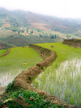 Rice Field
