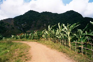 Banana Trees