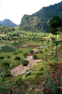 Cat Ba Fields