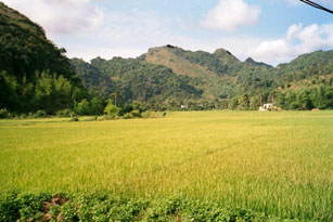 Cat Ba Rice Field