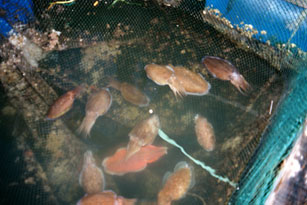 Cuddle Fish