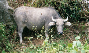 Water Buffalo 2