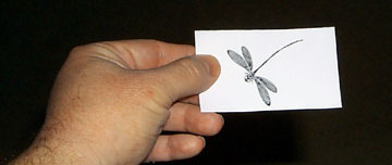 Dragonfly Card