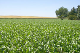 corn.jpg